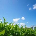 boa-safra-registra-lucro-de-r--milhoes-apesar-de-menor-crescimento-na-plantacao-de-soja